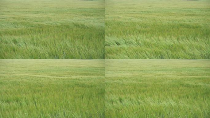 绿色大麦田，玉米田在风中称重，风浪流过地表