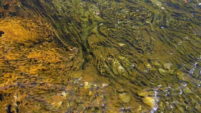 黄石温泉径流水中的蓝细菌和藻类