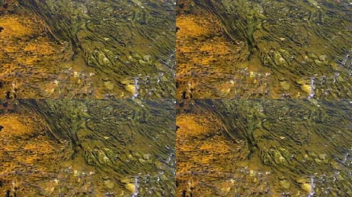 黄石温泉径流水中的蓝细菌和藻类