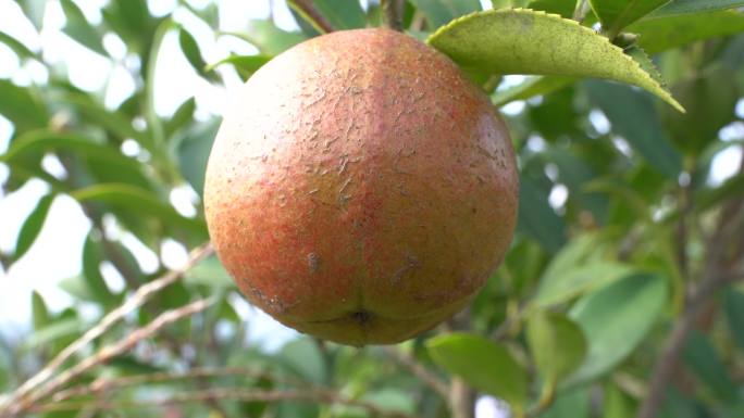 油茶果油茶林