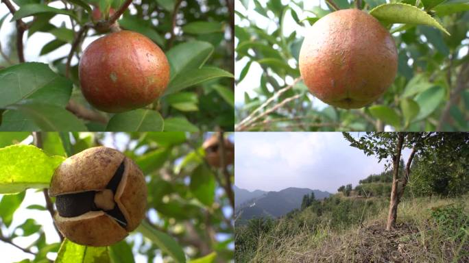 油茶果油茶林