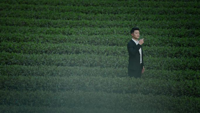 商务男士茶园品茶 茶园观光 品茶意境素材