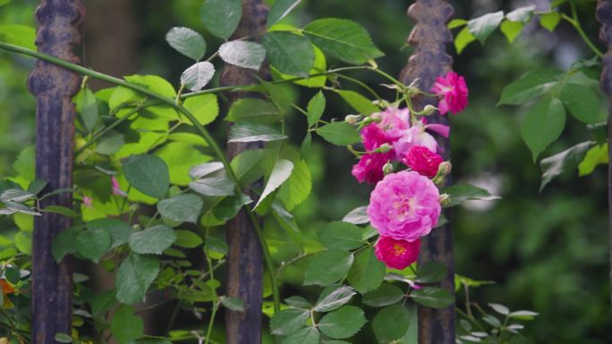 栅栏上的蔷薇花