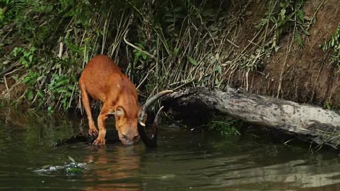 拍摄亚洲野狗在湖中吃鹿的惊人画面，慢镜头