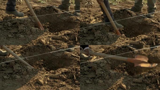 工人种李子树，种树并用脚压实土壤，使土壤牢固牢固
