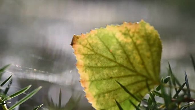 森林植物区系