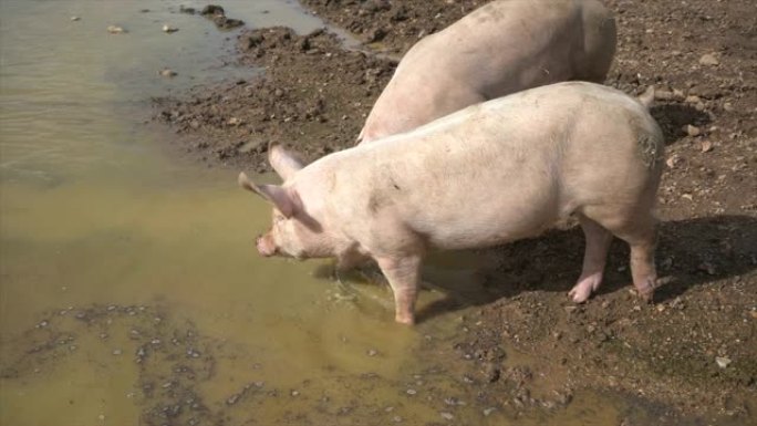 猪在池塘里生根