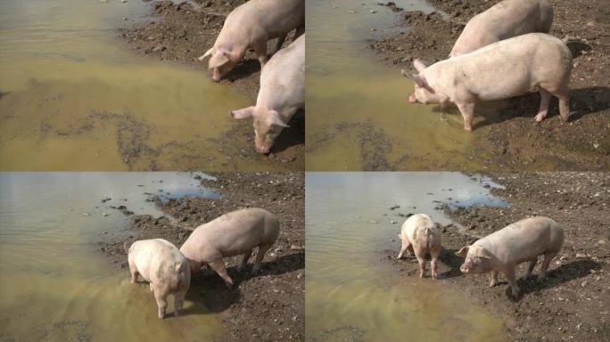 猪在池塘里生根