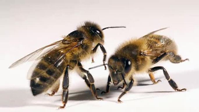 欧洲蜜蜂，蜜蜂，白色背景黑蜂，诺曼底，实时4K
