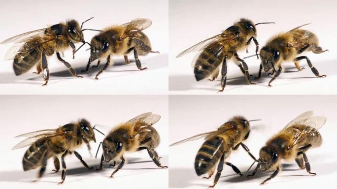 欧洲蜜蜂，蜜蜂，白色背景黑蜂，诺曼底，实时4K
