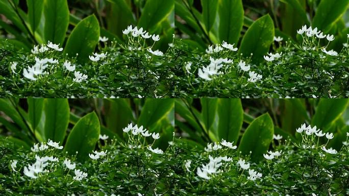 温暖阳光下的白色茉莉花