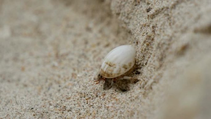 海滩上的寄居蟹 (Dardanus megistos) 壳甲壳动物