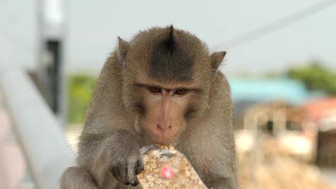 猴子吃食物，特写。