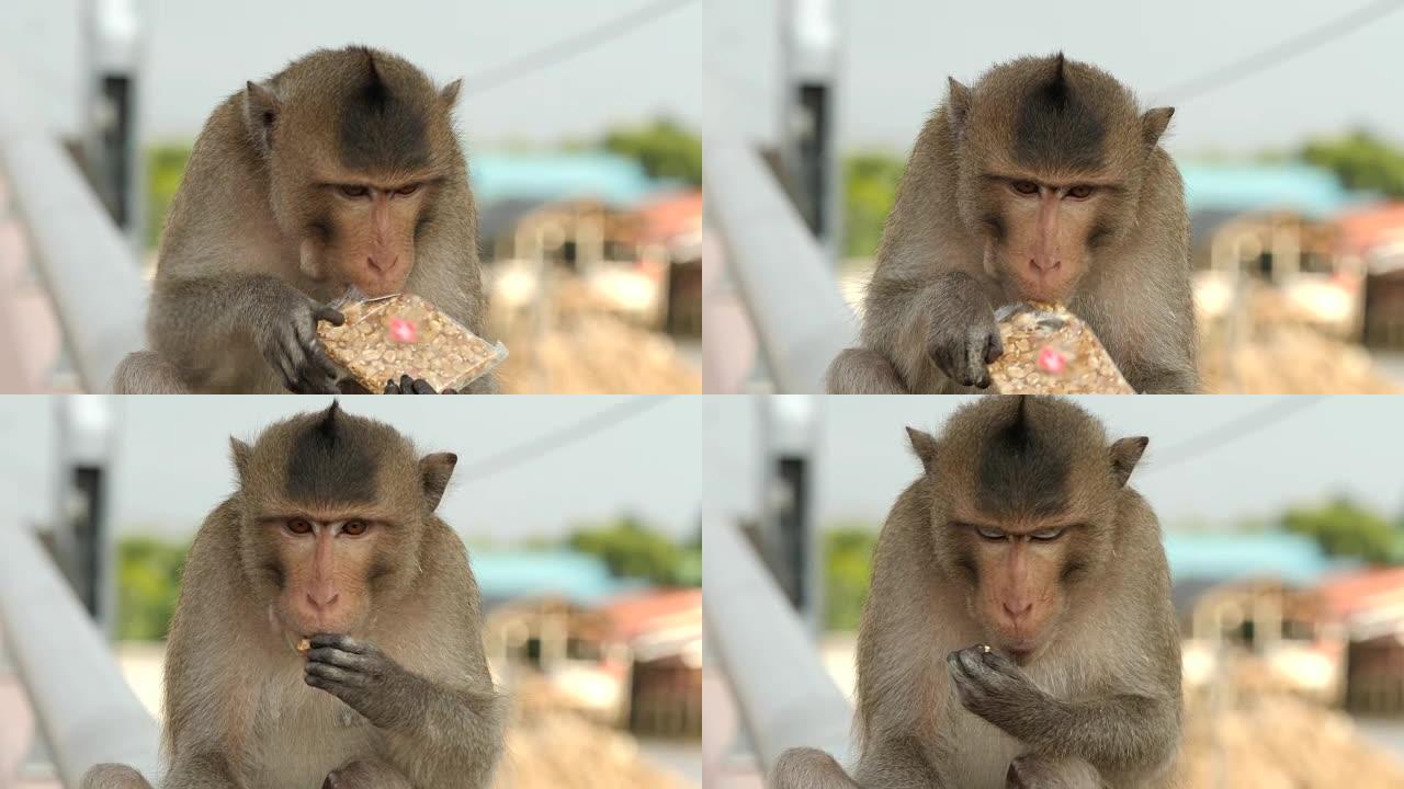 猴子吃食物，特写。