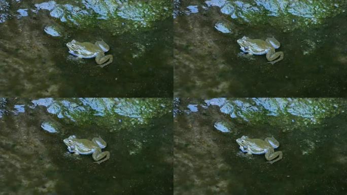 肥胖的绿色青蛙坐在水里和呱呱叫