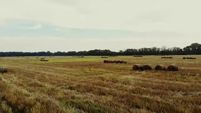 航空视频拍摄。收获后的大片割草小麦。许多滑轮，大包稻草。白天夏天