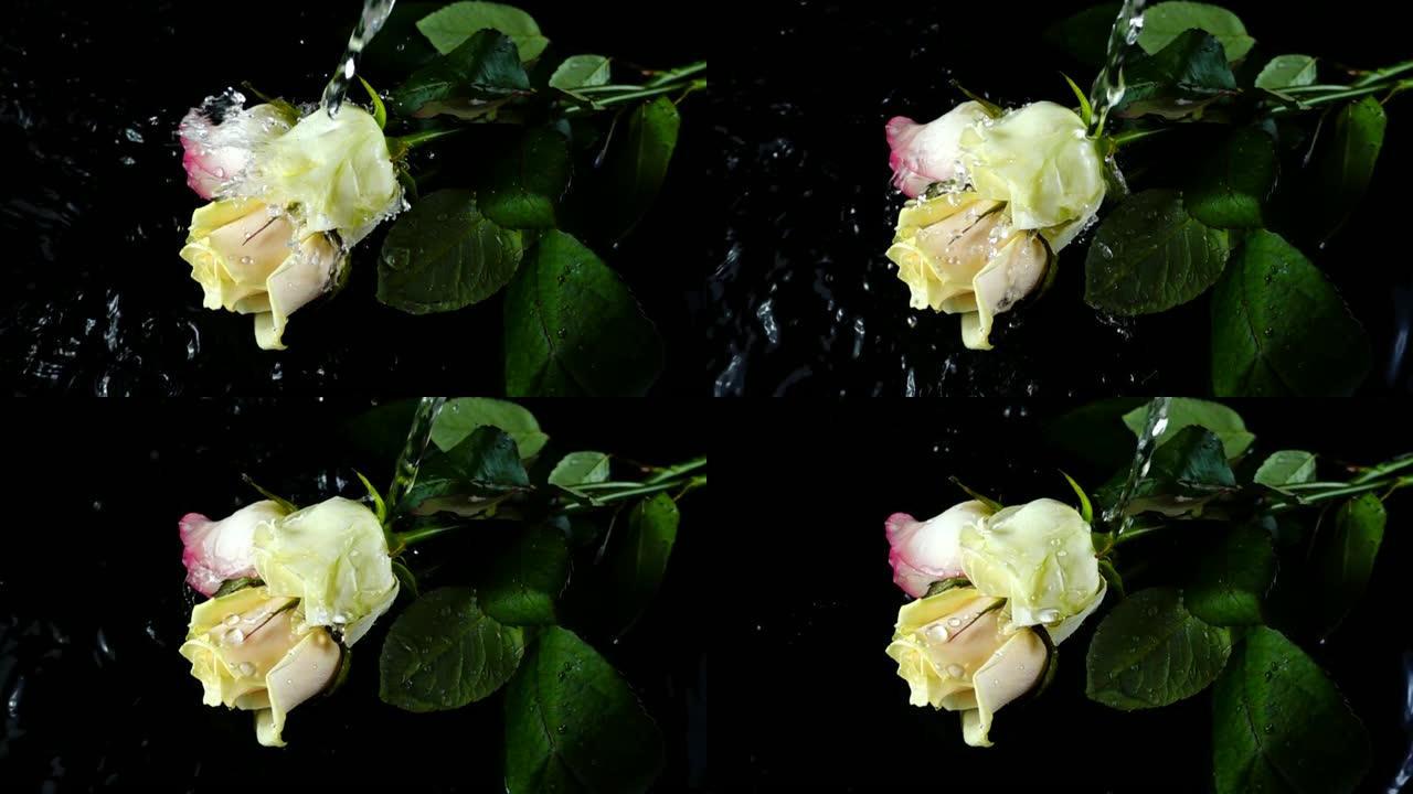 水流在玫瑰上流动。慢动作。