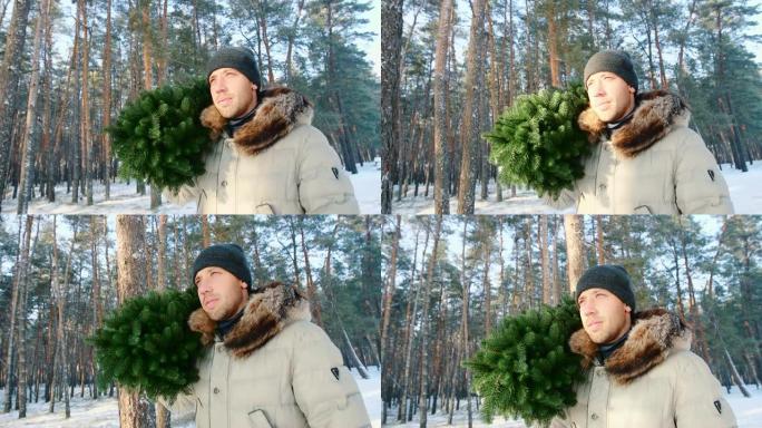 一个人在冬季森林里背着一棵枞树。圣诞节概念