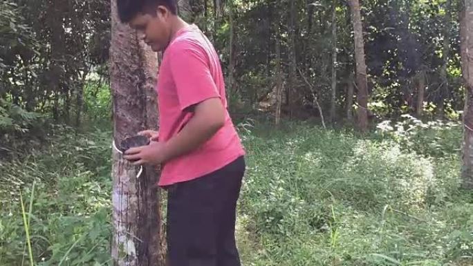 年轻的亚洲泰国橡胶攻丝将乳胶橡胶倒入橡胶树种植园的桶中