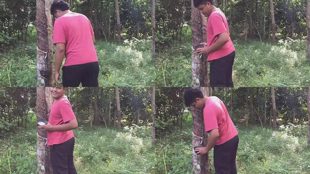 年轻的亚洲泰国橡胶攻丝将乳胶橡胶倒入橡胶树种植园的桶中