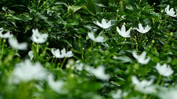 温暖阳光下的白色茉莉花