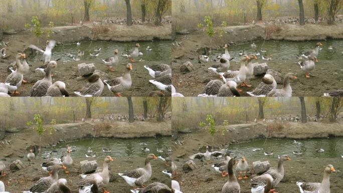 池塘岸边有很多鹅子