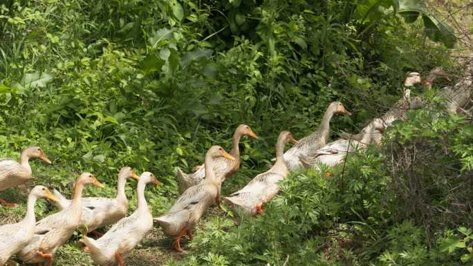 农村散养鸭子排队返回院子