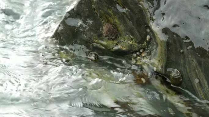 蛤蜊和软体动物附着在海中的一块岩石上