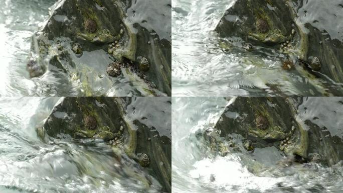 蛤蜊和软体动物附着在海中的一块岩石上