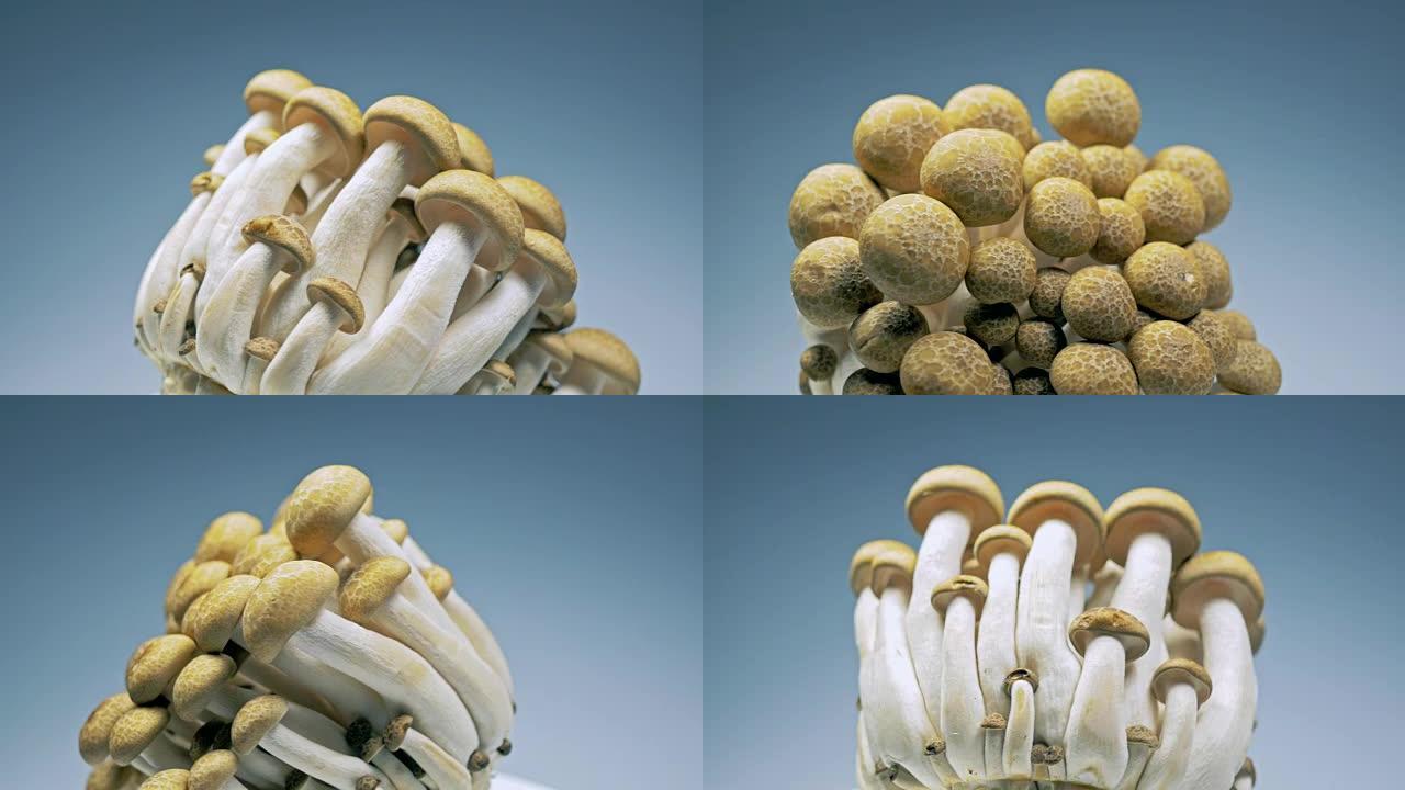 新鲜的蘑菇在工作室里慢慢旋转，里面有蘑菇的细节。