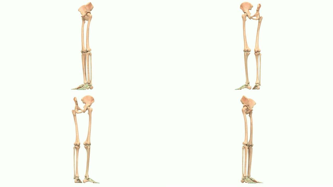 人体骨骼系统下肢解剖