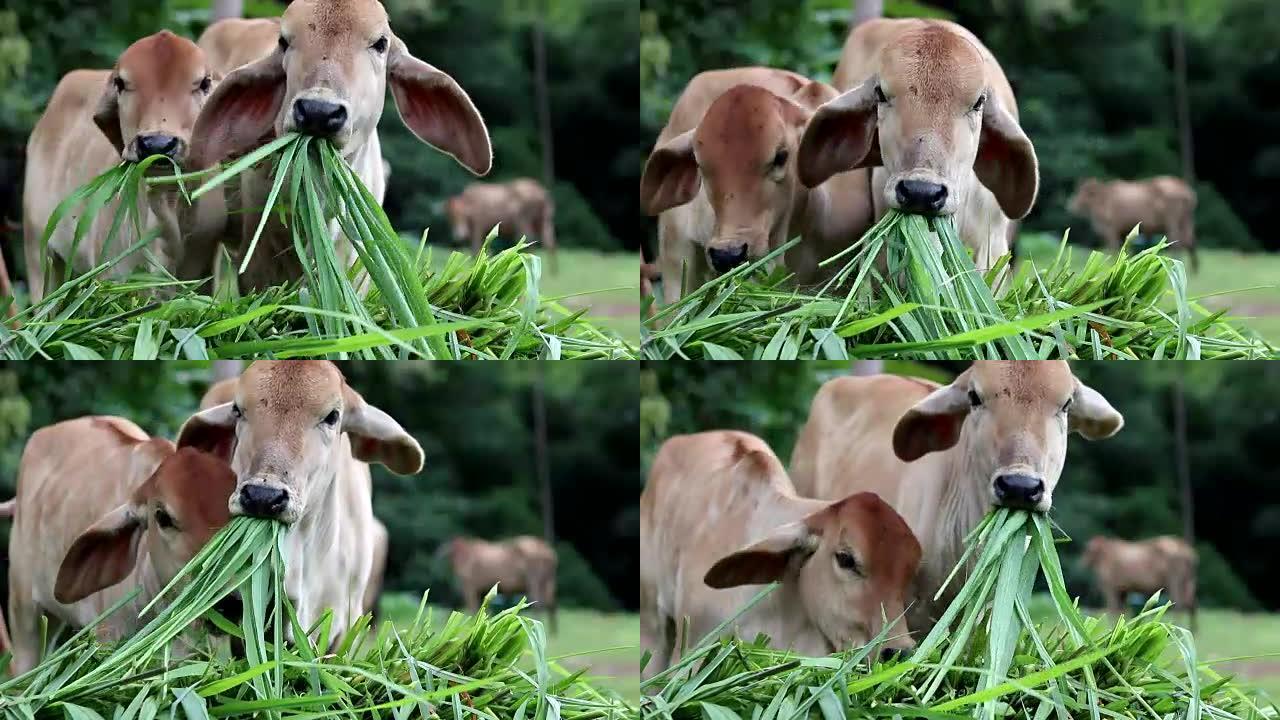 幼牛吃草的特写。