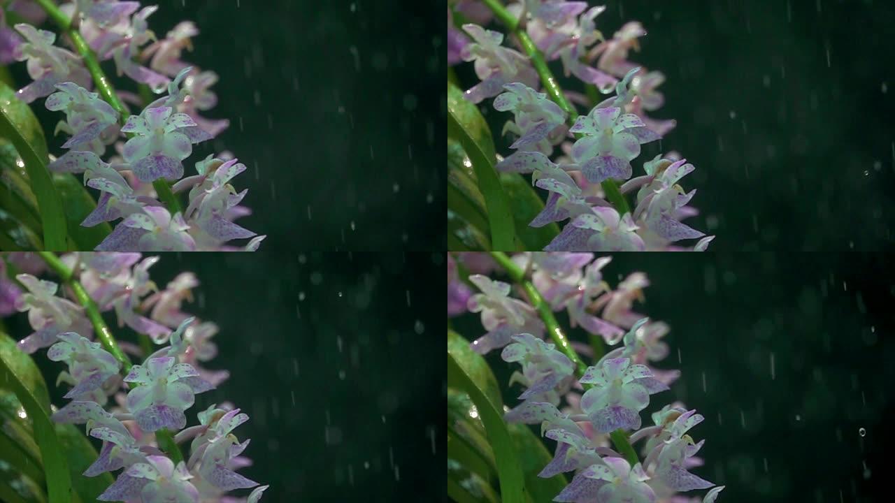 淋浴中的紫色兰花超级慢动作