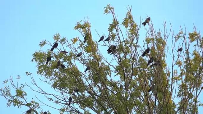 乌鸦聚集在树上