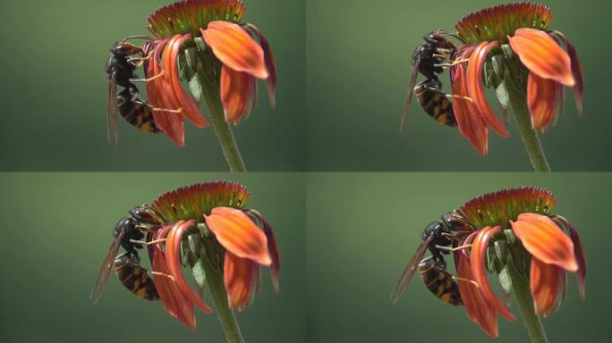 橙色花上的亚洲大黄蜂