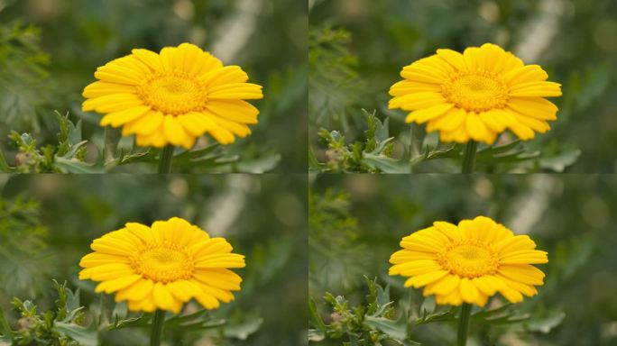 农村菜园茼蒿黄色花朵卉实拍