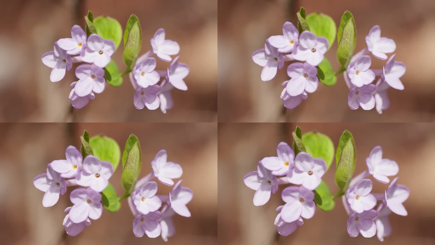 春天粉紫色芫花朵卉野花实拍空镜