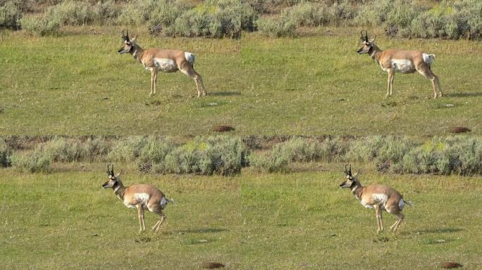 黄石国家公园的叉角羚宽镜头