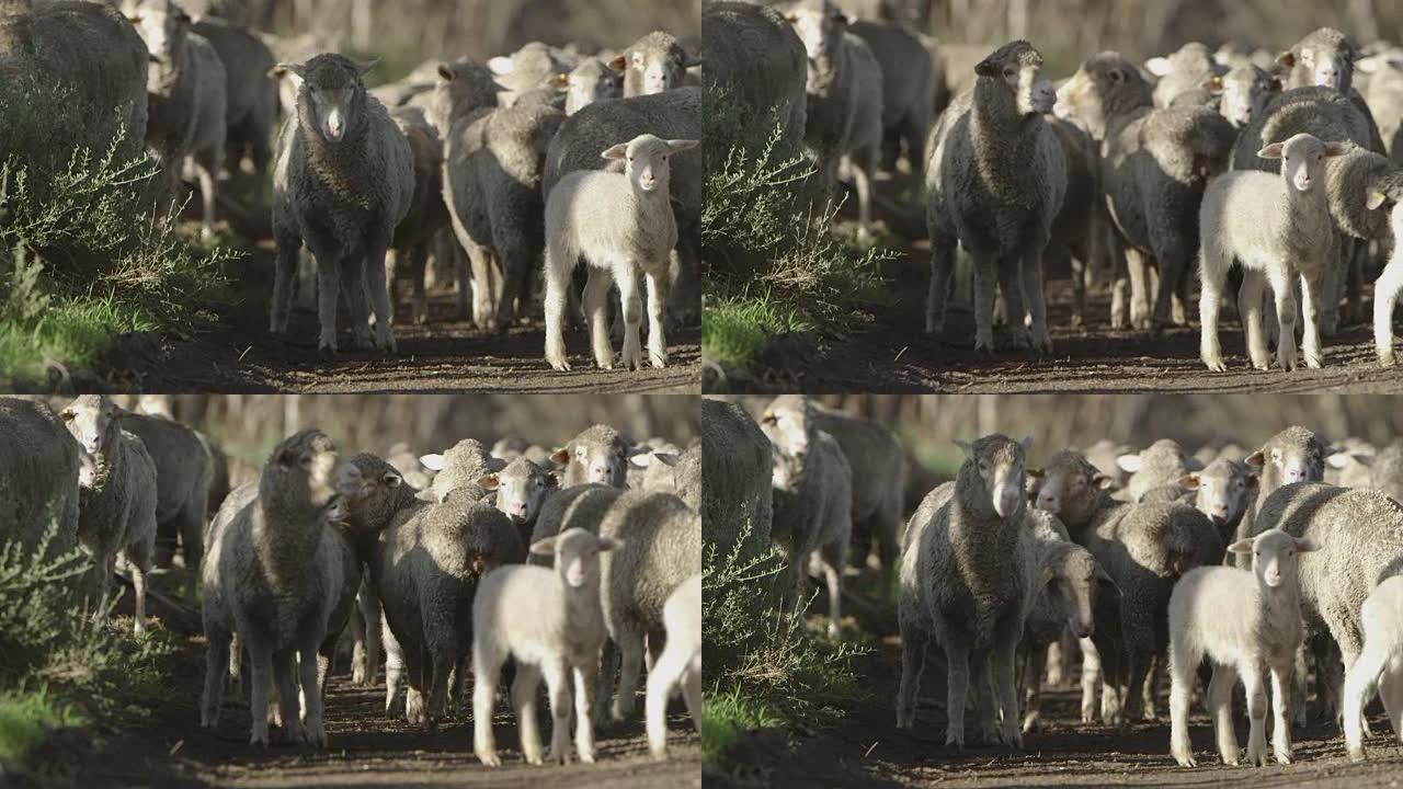 绵羊被放牧在一条土路上