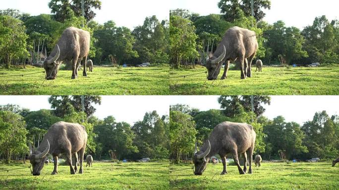 站在泰国乡村的泥地上的水牛。