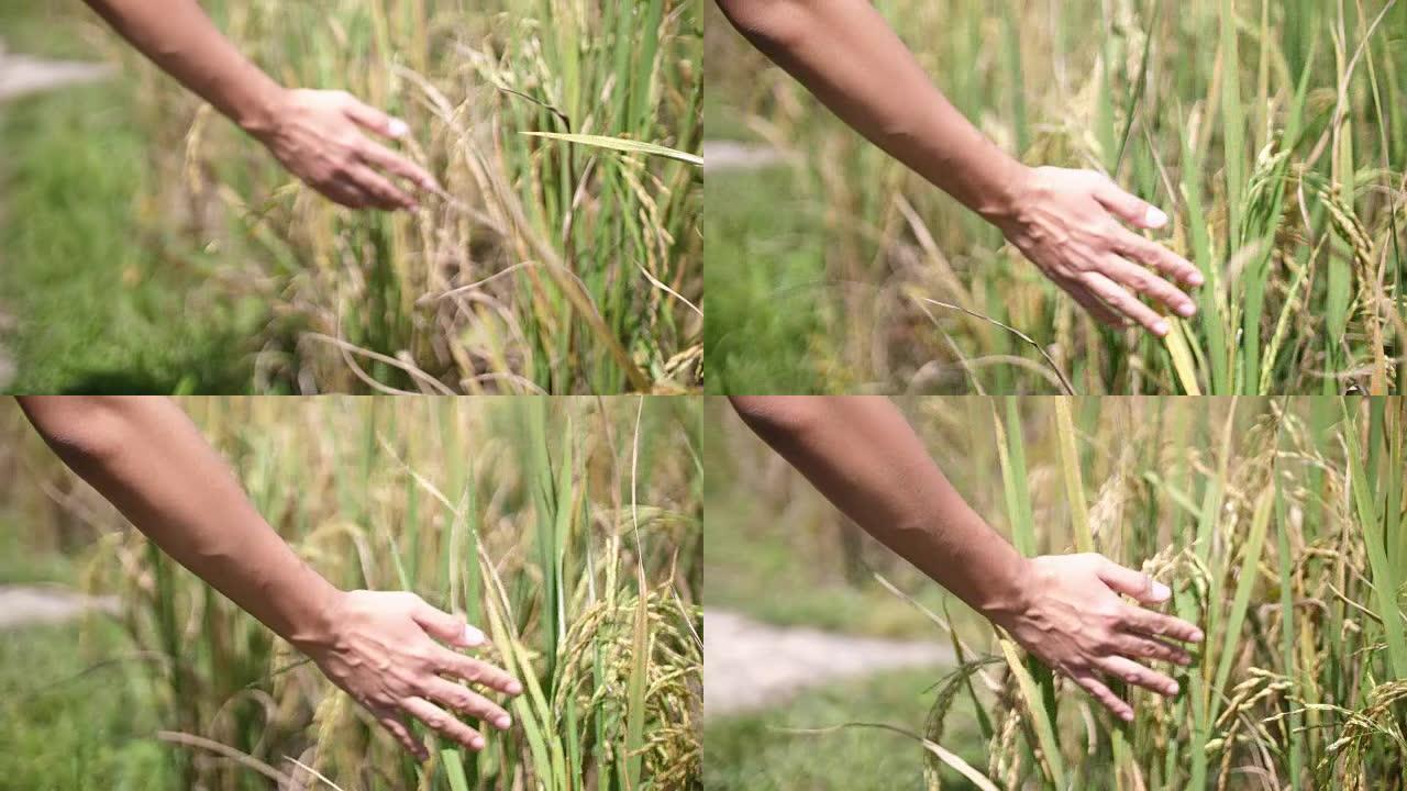 SLO MO，特写女人的手抚摸和爱抚成熟的水稻植物