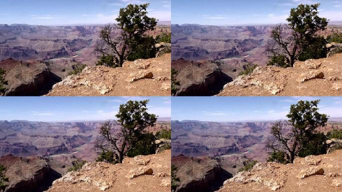 亚利桑那州，大峡谷，大峡谷的广阔视野，前景是一棵树