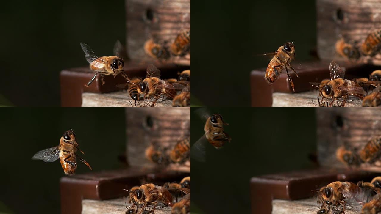 欧洲蜜蜂，蜜蜂，雄性起飞，诺曼底蜂巢，慢动作