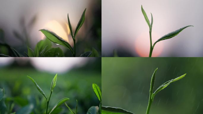 晨光雨露中的茶叶 嫩茶 春茶