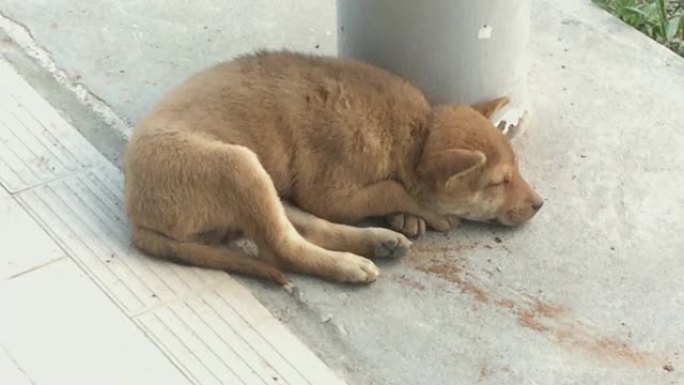 棕色流浪混合小狗睡在水泥地板上