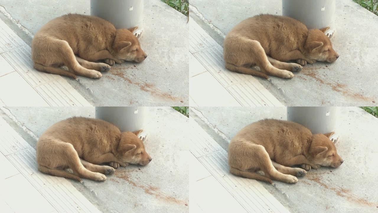 棕色流浪混合小狗睡在水泥地板上