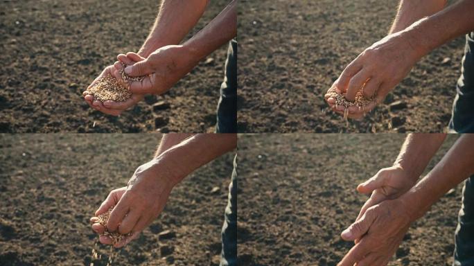 谷物在辛勤工作的手中，农民评估谷物的质量，男人检查并分析手掌中的小麦