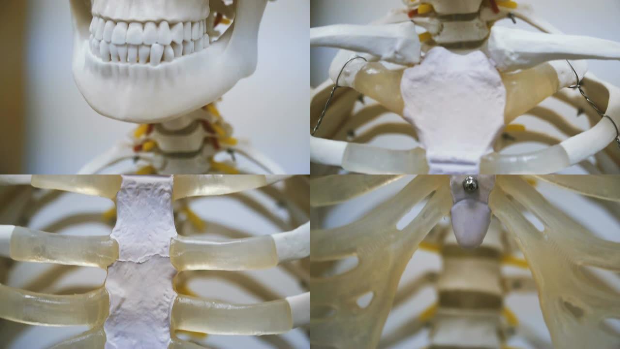 人类骨骼。人类肋骨和头骨