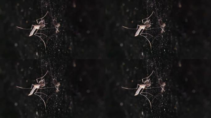 蚊子停在镜子墙上