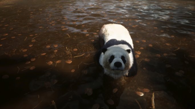 4k大熊猫游泳
